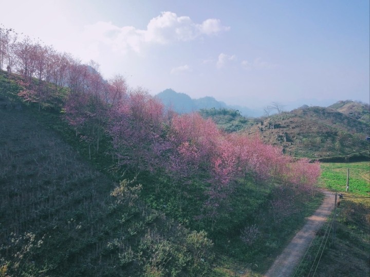 Springtime in Moc Chau Cherry Blossom Hidden Gem Springtime in Moc Chau Cherry Blossom Hidden Gem