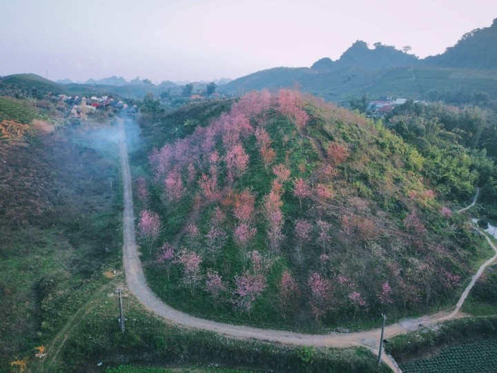 Springtime in Moc Chau Cherry Blossom Hidden Gem Springtime in Moc Chau Cherry Blossom Hidden Gem