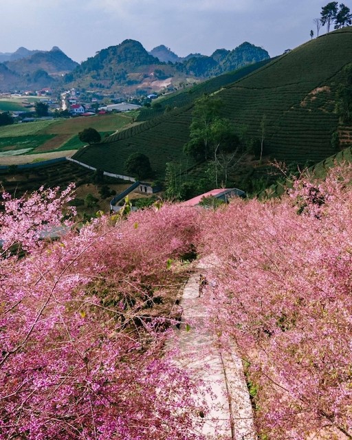 Springtime in Moc Chau Cherry Blossom Hidden Gem Springtime in Moc Chau Cherry Blossom Hidden Gem