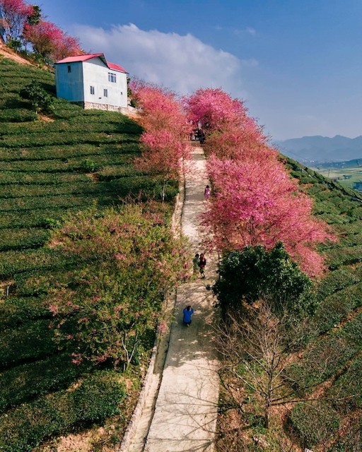 Springtime in Moc Chau Cherry Blossom Hidden Gem Springtime in Moc Chau Cherry Blossom Hidden Gem