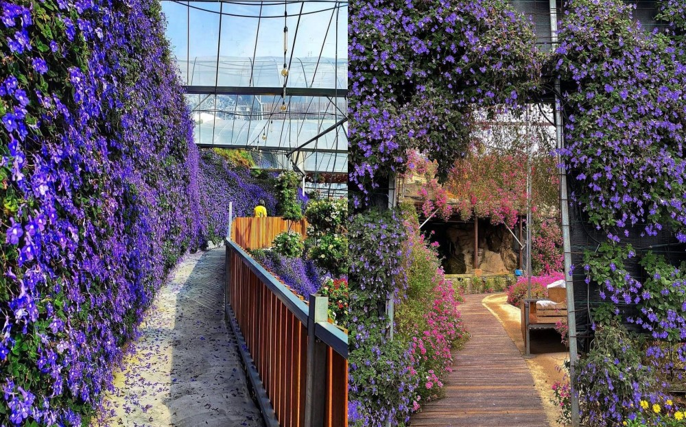 Da Lat Name One of The World's Top 6 Destinations for Spring Flowers Da Lat Name One of The World's Top 6 Destinations for Spring Flowers