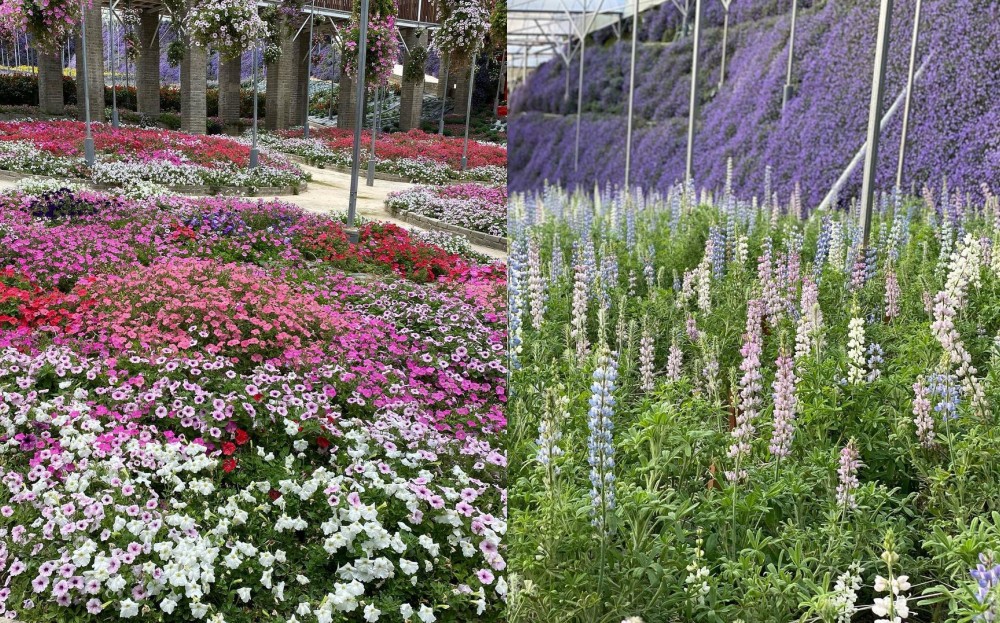 Da Lat Name One of The World's Top 6 Destinations for Spring Flowers Da Lat Name One of The World's Top 6 Destinations for Spring Flowers