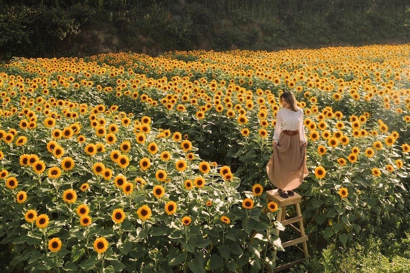 Da Lat Name One of The World's Top 6 Destinations for Spring Flowers Da Lat Name One of The World's Top 6 Destinations for Spring Flowers