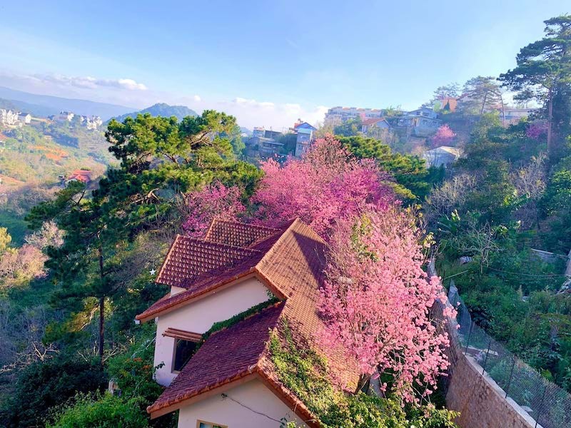 Da Lat Name One of The World's Top 6 Destinations for Spring Flowers Da Lat Name One of The World's Top 6 Destinations for Spring Flowers