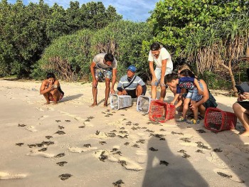 Visit the Sea Turtles' Nursery in Knife