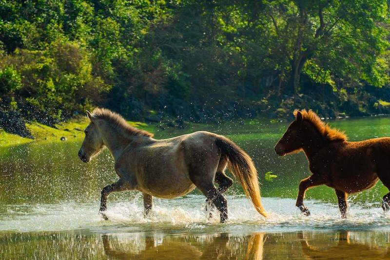 Horse Paradise in Hidden Lang Son's Prairie Horse Paradise in Hidden Lang Son's Prairie