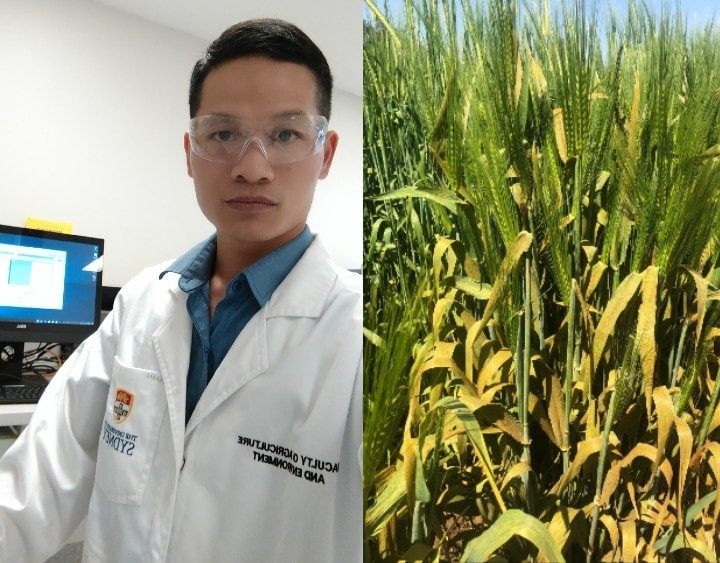 Viet Researcher found a gene that protects 10% of global food Viet Researcher found a gene that protects 10% of global food