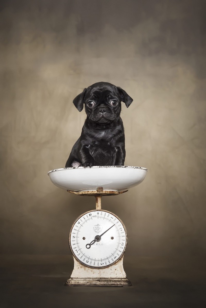 Fur-bulous Pictures! Here Are The Winners of 2021 Dog Photography Awards Fur-bulous Pictures! Here Are The Winners of 2021 Dog Photography Awards