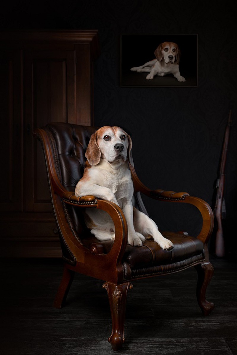 Fur-bulous Pictures! Here Are The Winners of 2021 Dog Photography Awards Fur-bulous Pictures! Here Are The Winners of 2021 Dog Photography Awards