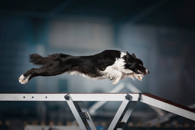 Fur-bulous Pictures! Here Are The Winners of 2021 Dog Photography Awards Fur-bulous Pictures! Here Are The Winners of 2021 Dog Photography Awards
