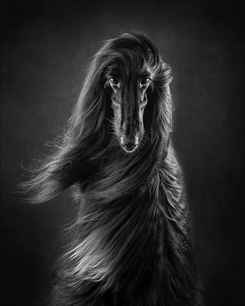 Fur-bulous Pictures! Here Are The Winners of 2021 Dog Photography Awards Fur-bulous Pictures! Here Are The Winners of 2021 Dog Photography Awards