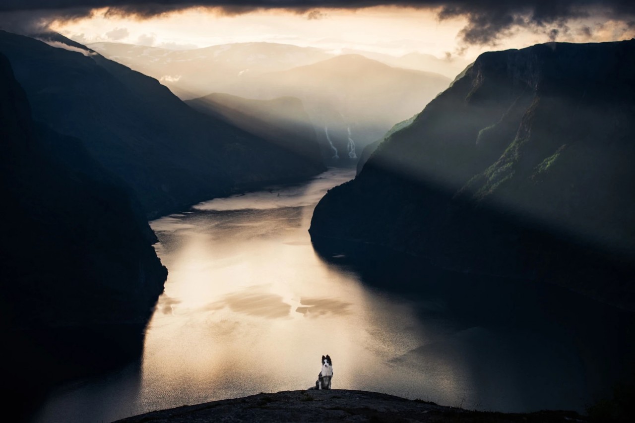 Fur-bulous Pictures! Here Are The Winners of 2021 Dog Photography Awards Fur-bulous Pictures! Here Are The Winners of 2021 Dog Photography Awards