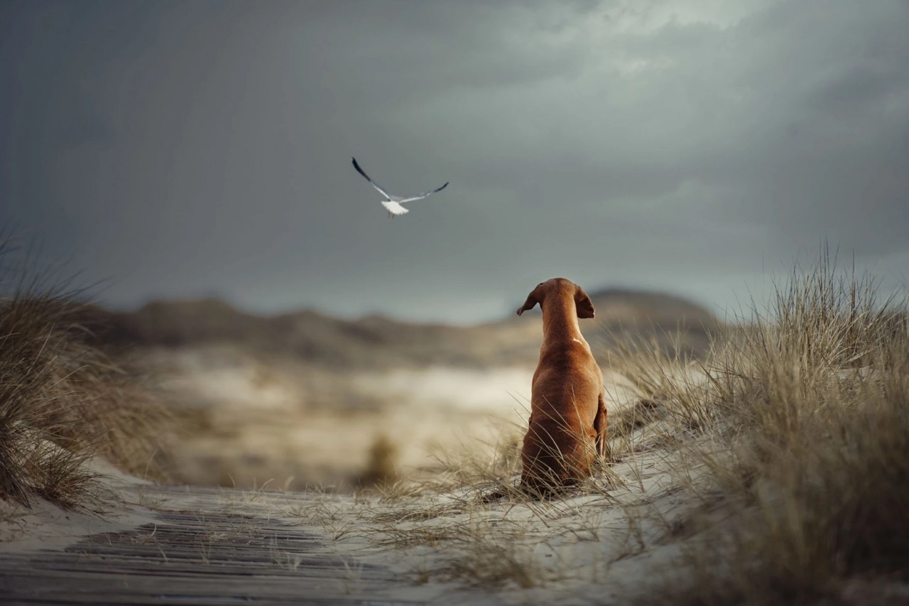 Fur-bulous Pictures! Here Are The Winners of 2021 Dog Photography Awards Fur-bulous Pictures! Here Are The Winners of 2021 Dog Photography Awards