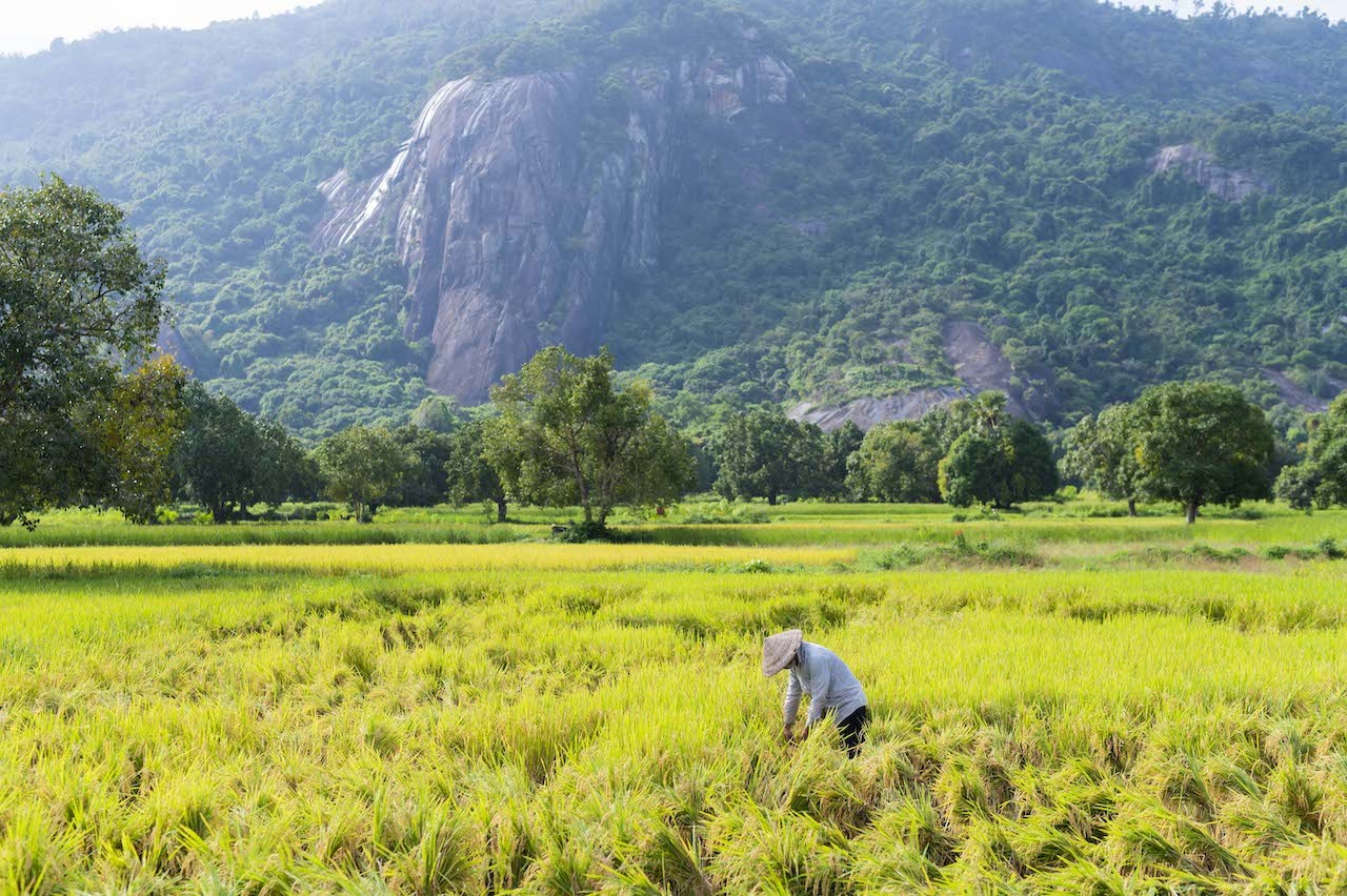 Stunning Photogenic Scene of Tà Pạ Rice Field to See Right Now Stunning Photogenic Scene of Tà Pạ Rice Field to See Right Now