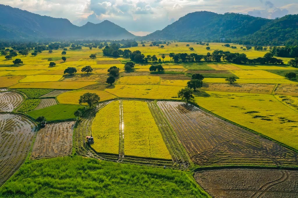 Stunning Photogenic Scene of Tà Pạ Rice Field to See Right Now Stunning Photogenic Scene of Tà Pạ Rice Field to See Right Now