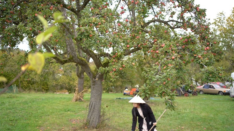 The Suburban Life in German: Thousands Square Meter Orchard of Vietnamese-German Couple The Suburban Life in German: Thousands Square Meter Orchard of Vietnamese-German Couple