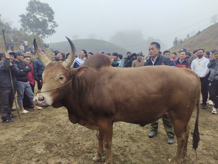 Chọi bò - nét đẹp văn hóa của đồng bào Mông Chọi bò - nét đẹp văn hóa của đồng bào Mông ảnh 3