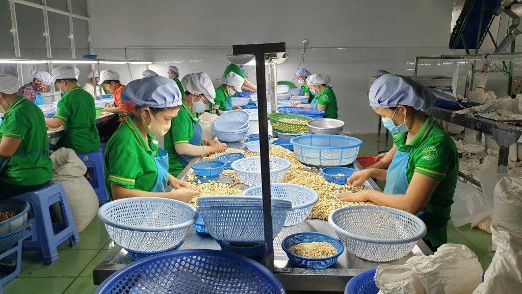 Chế biến hạt điều xuất khẩu. Ảnh: Bộ Công thương