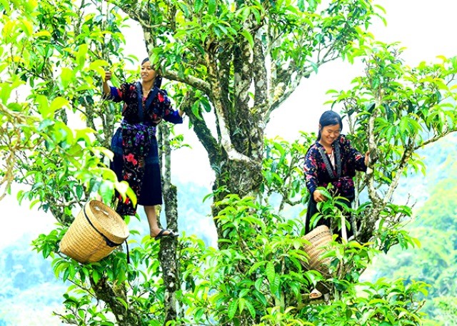  Người dân thu hoạch chè cổ thụ. Ảnh: Cổng TTĐT tỉnh Điện Biên