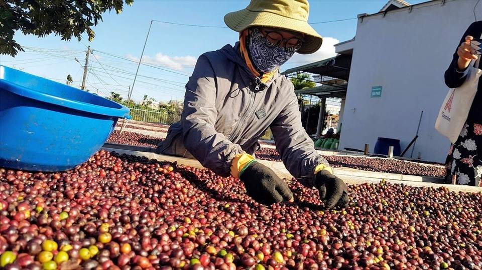 Việt Nam đang đẩy mạnh xuất khẩu cà phê, trà sang thị trường Trung Quốc. Ảnh: Lao động Việt Nam đang đẩy mạnh xuất khẩu cà phê, trà sang thị trường Trung Quốc. Ảnh: Lao động