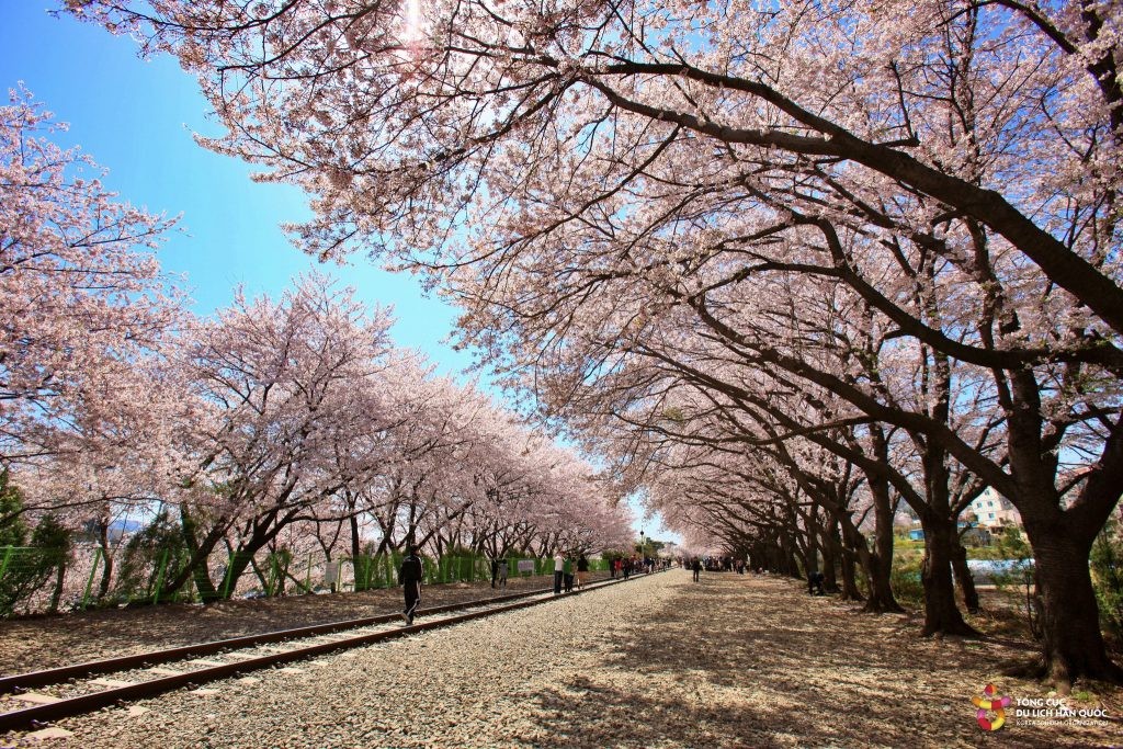 vùng đất hoa anh đào Jinhae của thành phố Changwon, Hàn Quốc. Ảnh: VisitKorea vùng đất hoa anh đào Jinhae của thành phố Changwon, Hàn Quốc. Ảnh: VisitKorea