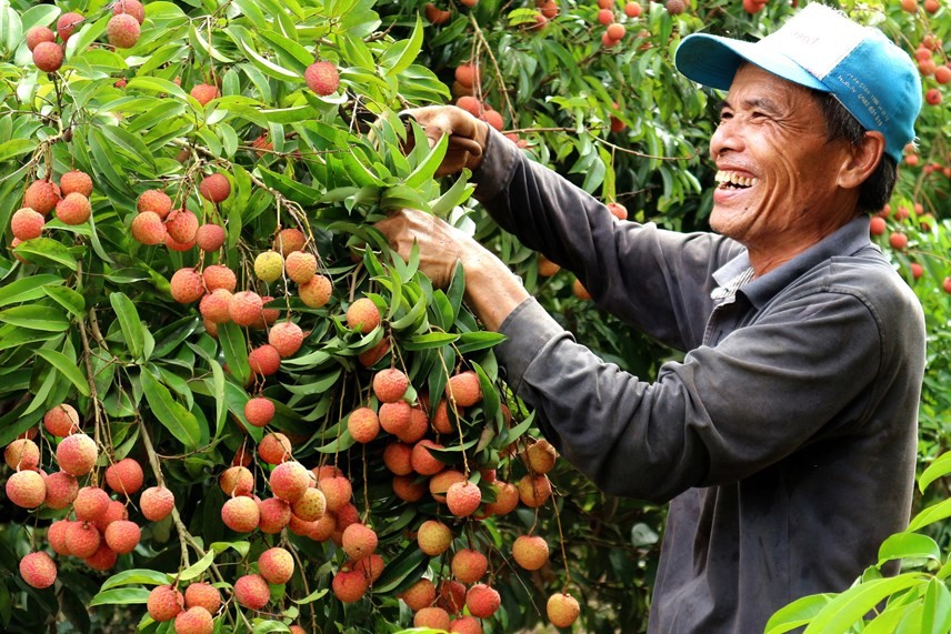 nông dân huyện Thanh Hà đang thu hoạch vải u trứng trắng nông dân huyện Thanh Hà đang thu hoạch vải u trứng trắng