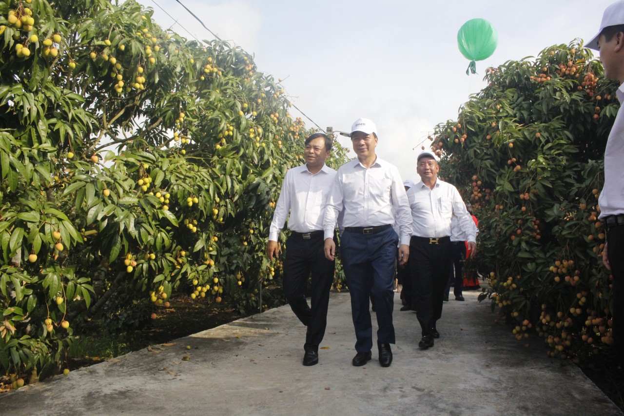 Chùm ảnh: Hải Dương khai hội mở vườn vải xuất khẩu Chùm ảnh: Hải Dương khai hội mở vườn vải xuất khẩu