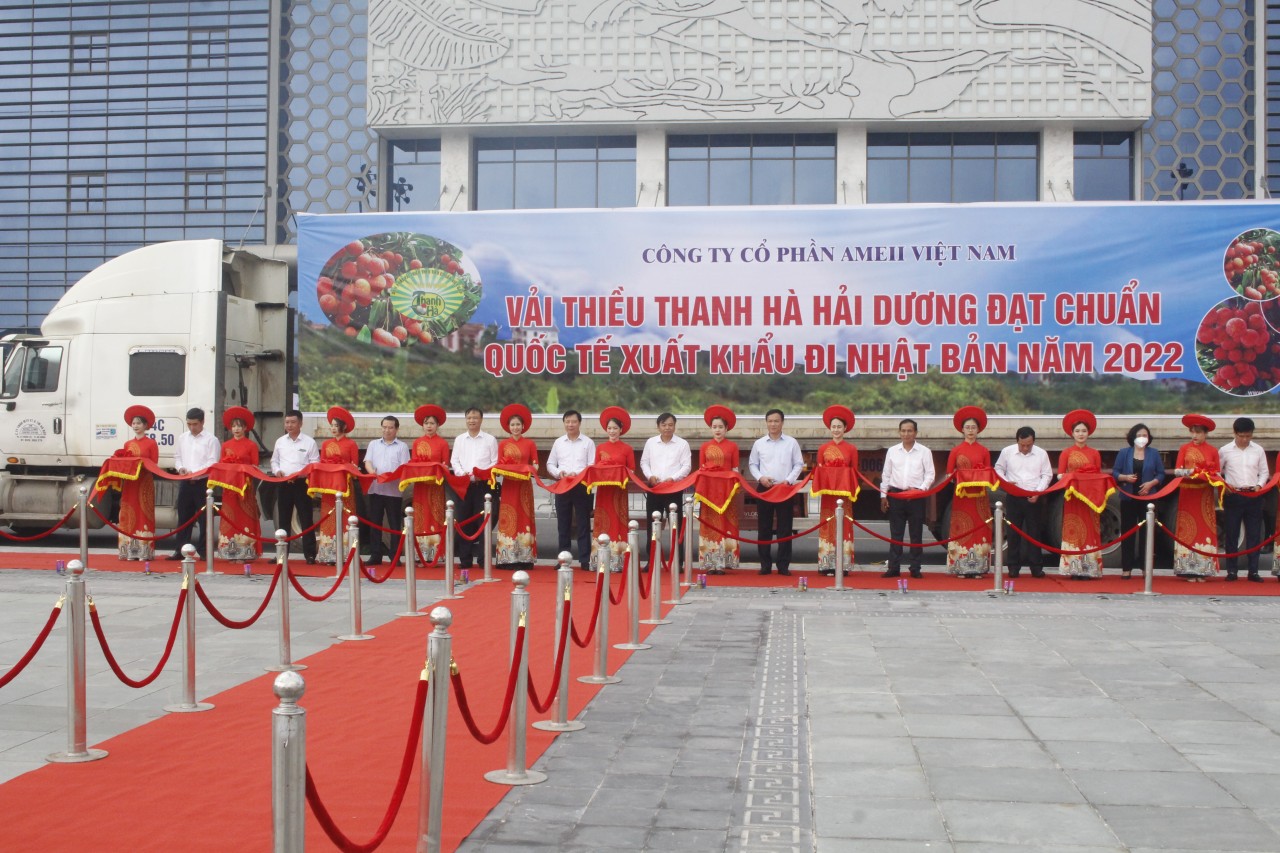 Vải thiều Thanh Hà được ưa chuộng ở thị trường khó tính Vải thiều Thanh Hà được ưa chuộng ở thị trường khó tính