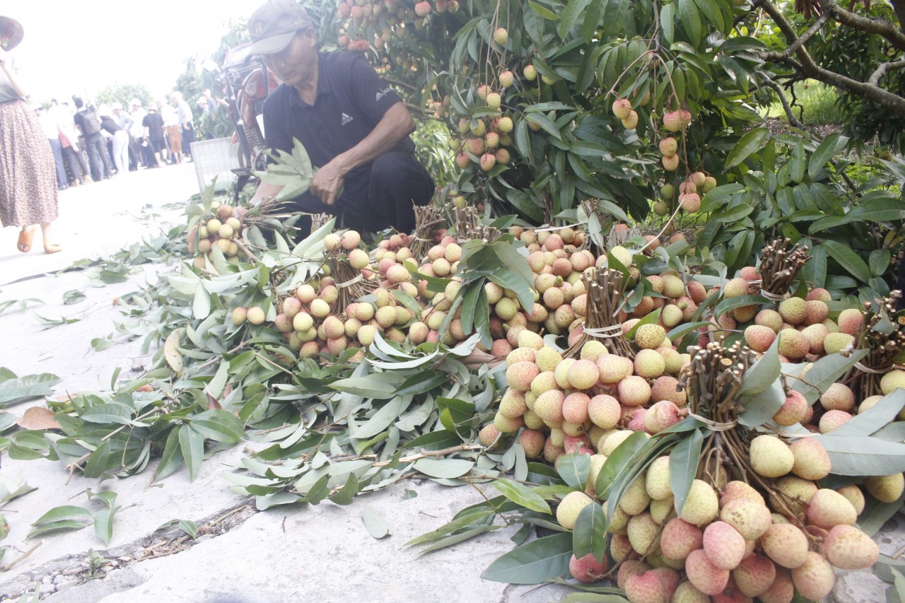 Nông dân Thanh Hà vui mừng khi năm nay vải được mùa, giá cao hơn năm ngoái khi bán ra ở mức 35.000 đồng/kg. Ảnh: Thành Luân. Nông dân Thanh Hà vui mừng khi năm nay vải được mùa, giá cao hơn năm ngoái khi bán ra ở mức 35.000 đồng/kg. Ảnh: Thành Luân.