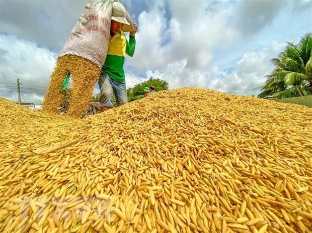 Việt Nam hỗ trợ giải quyết "cơn đau đầu" về lương thực của châu Phi Việt Nam hỗ trợ giải quyết "cơn đau đầu" về lương thực của châu Phi