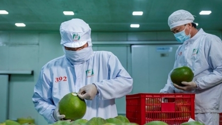 Вьетнамский грейпфрут разрешен к экспорту в Республику Корея
