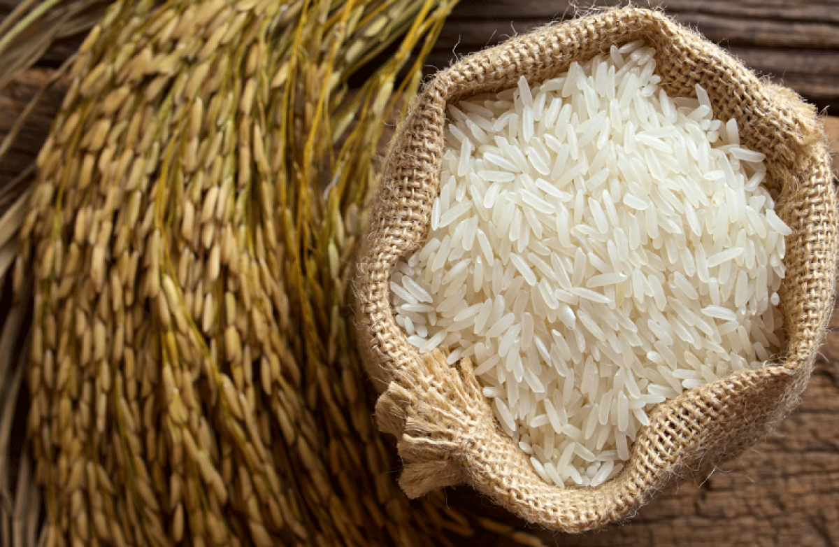 1047 rice