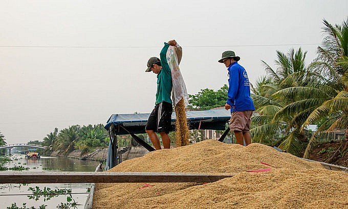 Farmers harvest rice in the Mekong Delta city of Can Tho. Photo by VnExpress Farmers harvest rice in the Mekong Delta city of Can Tho. Photo by VnExpress