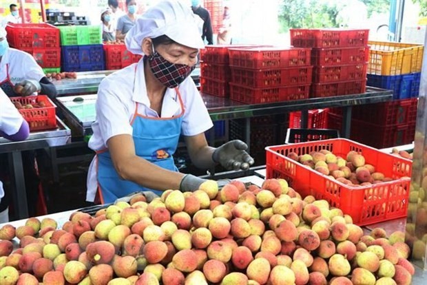 Malaysian newspaper highlights burgeoning Vietnamese fruit exports Malaysian newspaper highlights burgeoning Vietnamese fruit exports