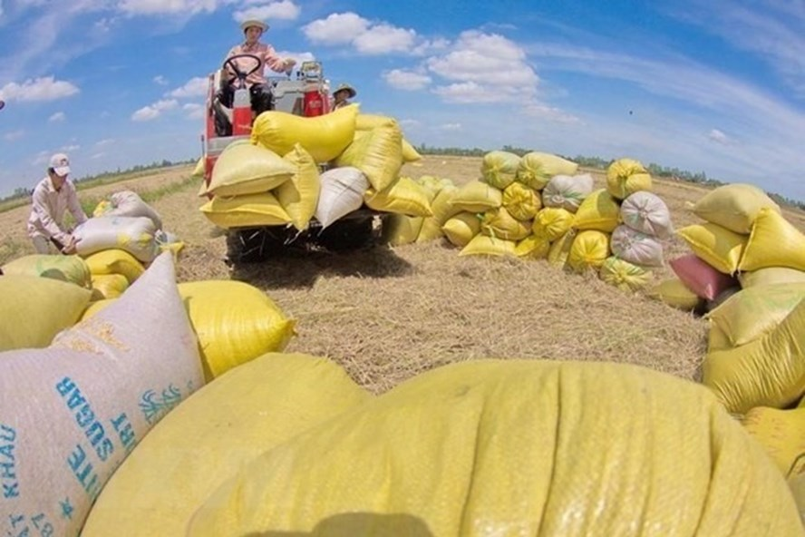 vietnamese rice more pricey than thailands