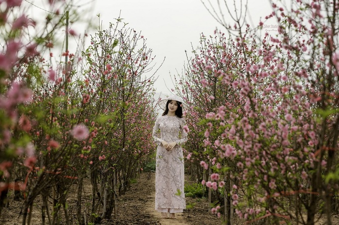 vietnam among hotspots in asia to see cherry blossoms