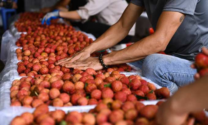 Farmers examine lychees in Luc Ngan District, Bac Giang Province on June 10, 2020. Photo by VnExpress/Giang Huy. Farmers examine lychees in Luc Ngan District, Bac Giang Province on June 10, 2020. Photo by VnExpress/Giang Huy.