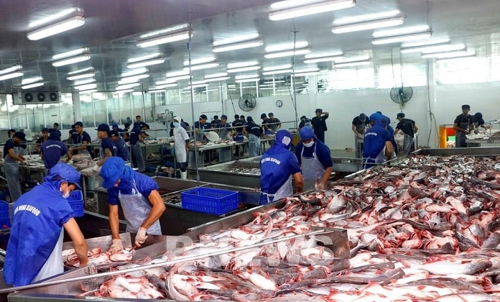 Processing tra fish for exports at Bien Dong Seafood Co., Ltd. in the Mekong Delta city of Can Tho. (Photo: VNA) Processing tra fish for exports at Bien Dong Seafood Co., Ltd. in the Mekong Delta city of Can Tho. (Photo: VNA)