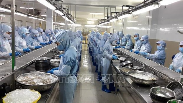Processing frozen shrimp for export (Photo: VNA) Processing frozen shrimp for export (Photo: VNA)