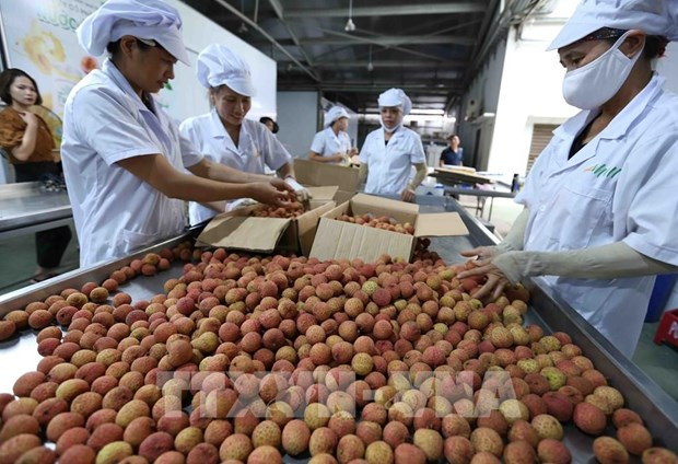 Processing fresh lychees for export (Photo: VNA) Processing fresh lychees for export (Photo: VNA)