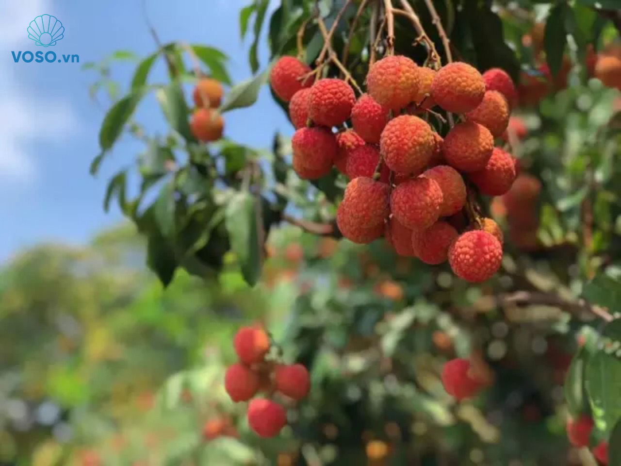 Bac Giang province’s lychee sold online amidst Covid-19 Bac Giang province’s lychee sold online amidst Covid-19