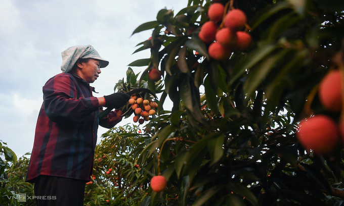 A farmer harvests lychees in Luc Ngan District, Bac Giang Province. Photo by VnExpress/Giang Huy. A farmer harvests lychees in Luc Ngan District, Bac Giang Province. Photo by VnExpress/Giang Huy.