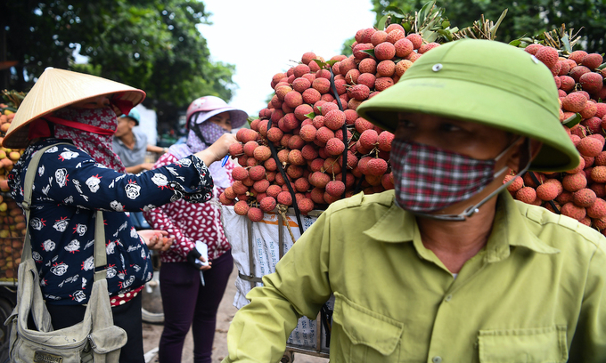 A woman samples harvested lychees loaded on to the back of a motorbike in Luc Ngan District, northern Bac Giang Province. Photo by VnExpress A woman samples harvested lychees loaded on to the back of a motorbike in Luc Ngan District, northern Bac Giang Province. Photo by VnExpress