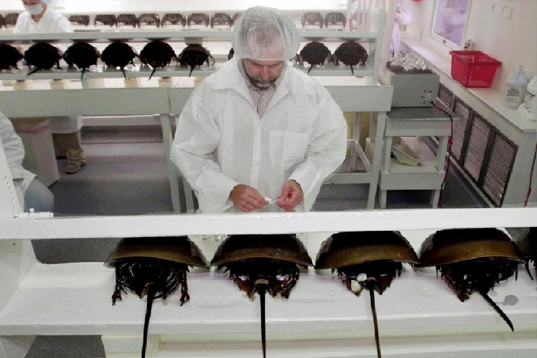Horseshoe crabs being used in biomedical research.Mike Derer/AP 4544 lab