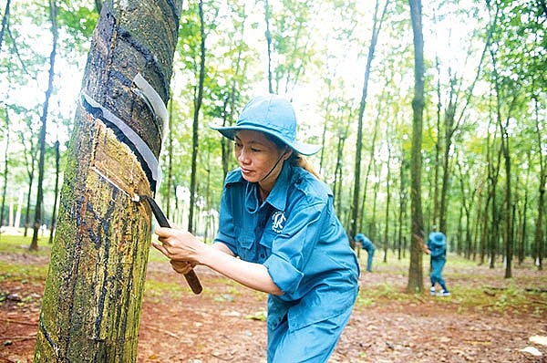 Vietnam - 11th largest rubber supplier to US market Vietnam - 11th largest rubber supplier to US market