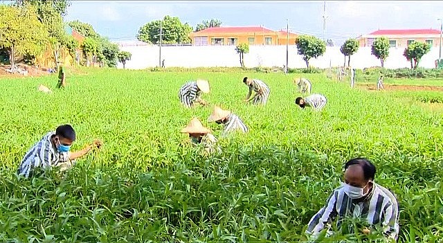 Vietnam to Free over 3,000 Prisoners under Amnesty before September 2 Vietnam to Free over 3,000 Prisoners under Amnesty before September 2