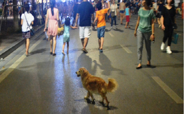 //cafebiz 3520 dog