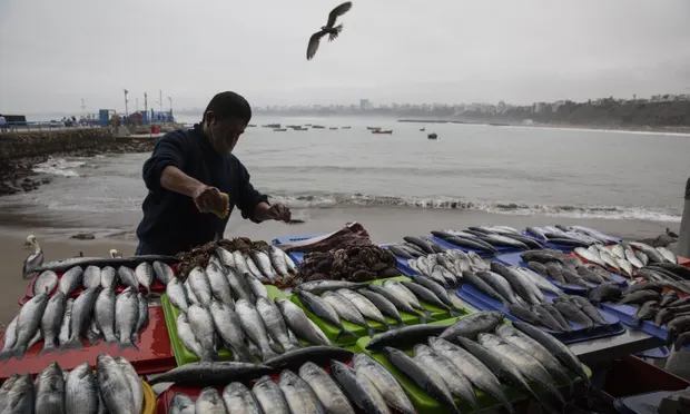 Chinese fishing fleet off Peru sparks Washington-Beijing Twitter war 4014 fish
