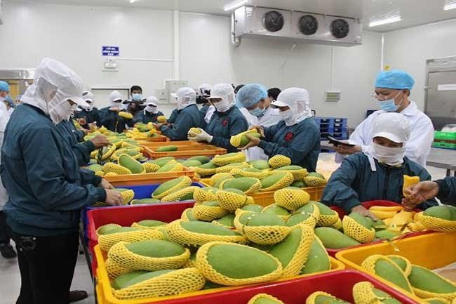 Employees of a fruit enterprise in the Mekong Delta package mangoes for export 0249 mango