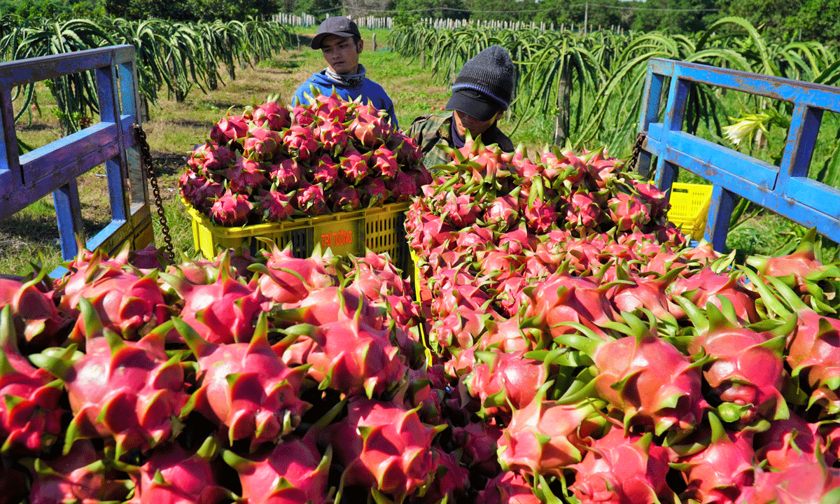 efforts stepped up to resume fruits exports to us